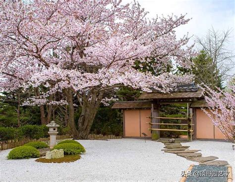 庭院 樹